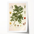 Botanical Art Prints: Pistacia Lentiscus Vintage Illustration