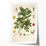 Botanical Art Prints: Pistacia Lentiscus Vintage Illustration
