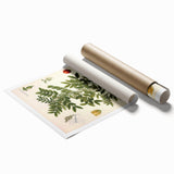 Botanical Art Prints: Pistacia Lentiscus Vintage Illustration