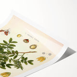 Botanical Art Prints: Pistacia Lentiscus Vintage Illustration
