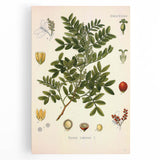 Botanical Art Prints: Pistacia Lentiscus Vintage Illustration
