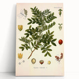 Botanical Art Prints: Pistacia Lentiscus Vintage Illustration
