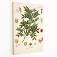 Botanical Art Prints: Pistacia Lentiscus Vintage Illustration