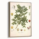 Botanical Art Prints: Pistacia Lentiscus Vintage Illustration