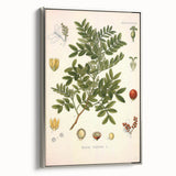 Botanical Art Prints: Pistacia Lentiscus Vintage Illustration