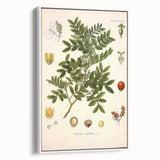 Botanical Art Prints: Pistacia Lentiscus Vintage Illustration