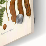 Botanical Art Prints: Tamarindus Indica Vintage Illustration