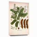 Botanical Art Prints: Tamarindus Indica Vintage Illustration