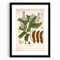 Botanical Art Prints: Tamarindus Indica Vintage Illustration