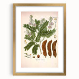 Botanical Art Prints: Tamarindus Indica Vintage Illustration