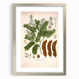 Botanical Art Prints: Tamarindus Indica Vintage Illustration