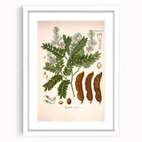 Botanical Art Prints: Tamarindus Indica Vintage Illustration