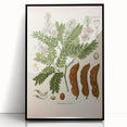 Botanical Art Prints: Tamarindus Indica Vintage Illustration