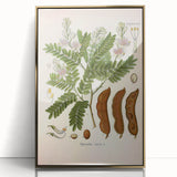 Botanical Art Prints: Tamarindus Indica Vintage Illustration