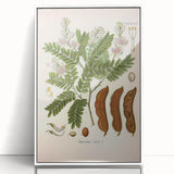 Botanical Art Prints: Tamarindus Indica Vintage Illustration