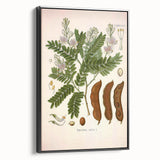 Botanical Art Prints: Tamarindus Indica Vintage Illustration