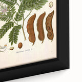 Botanical Art Prints: Tamarindus Indica Vintage Illustration