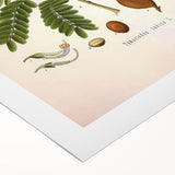 Botanical Art Prints: Tamarindus Indica Vintage Illustration