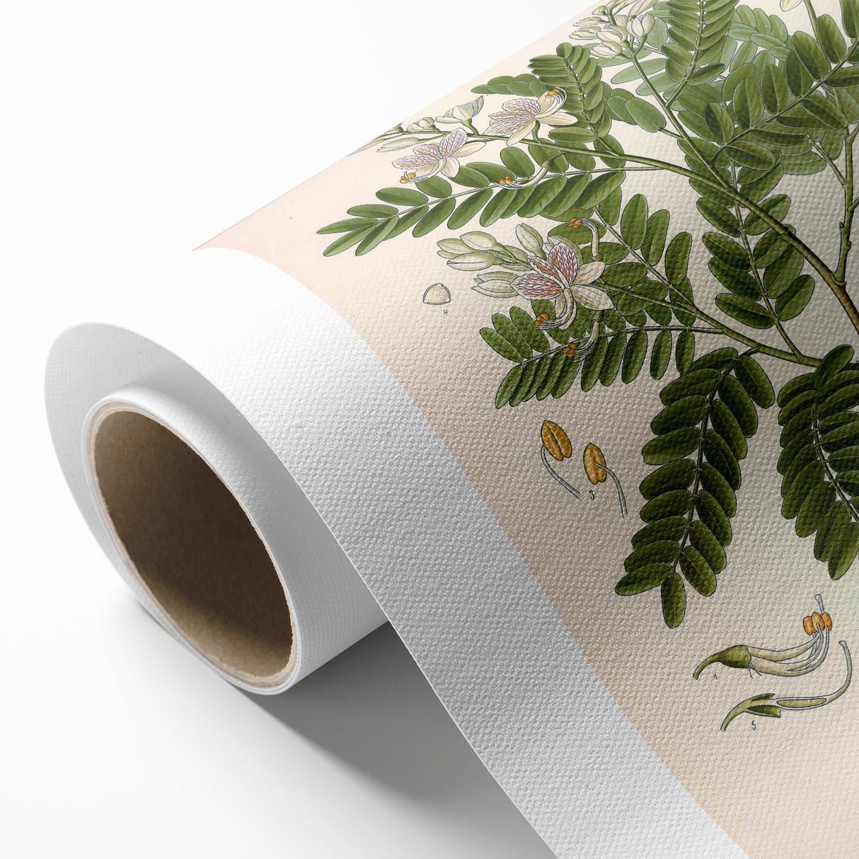 Botanical Art Prints: Tamarindus Indica Vintage Illustration