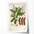 Botanical Art Prints: Tamarindus Indica Vintage Illustration