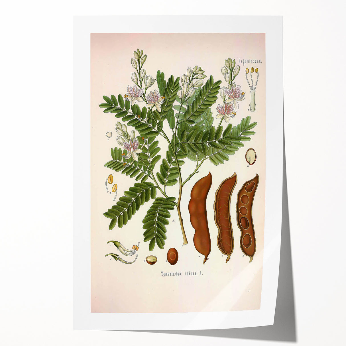 Botanical Art Prints: Tamarindus Indica Vintage Illustration