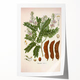 Botanical Art Prints: Tamarindus Indica Vintage Illustration