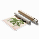 Botanical Art Prints: Tamarindus Indica Vintage Illustration