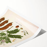 Botanical Art Prints: Tamarindus Indica Vintage Illustration