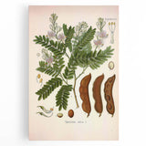 Botanical Art Prints: Tamarindus Indica Vintage Illustration