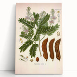 Botanical Art Prints: Tamarindus Indica Vintage Illustration