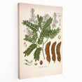 Botanical Art Prints: Tamarindus Indica Vintage Illustration