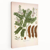 Botanical Art Prints: Tamarindus Indica Vintage Illustration