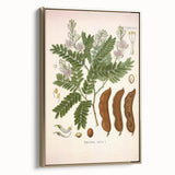 Botanical Art Prints: Tamarindus Indica Vintage Illustration