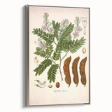 Botanical Art Prints: Tamarindus Indica Vintage Illustration