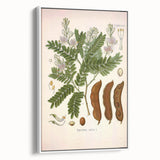 Botanical Art Prints: Tamarindus Indica Vintage Illustration