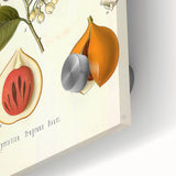 Botanical Art Prints: Myristica Fragrans Vintage Illustration