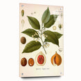 Botanical Art Prints: Myristica Fragrans Vintage Illustration