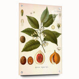 Botanical Art Prints: Myristica Fragrans Vintage Illustration