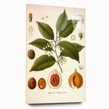 Botanical Art Prints: Myristica Fragrans Vintage Illustration