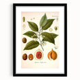 Botanical Art Prints: Myristica Fragrans Vintage Illustration
