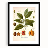 Botanical Art Prints: Myristica Fragrans Vintage Illustration