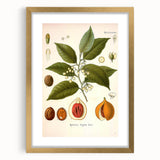 Botanical Art Prints: Myristica Fragrans Vintage Illustration