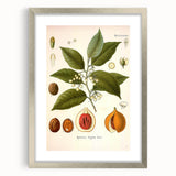 Botanical Art Prints: Myristica Fragrans Vintage Illustration