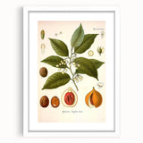 Botanical Art Prints: Myristica Fragrans Vintage Illustration