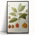 Botanical Art Prints: Myristica Fragrans Vintage Illustration