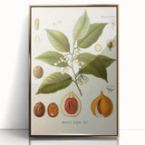 Botanical Art Prints: Myristica Fragrans Vintage Illustration