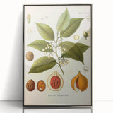 Botanical Art Prints: Myristica Fragrans Vintage Illustration
