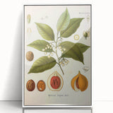 Botanical Art Prints: Myristica Fragrans Vintage Illustration