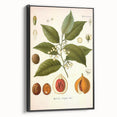 Botanical Art Prints: Myristica Fragrans Vintage Illustration