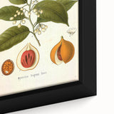 Botanical Art Prints: Myristica Fragrans Vintage Illustration